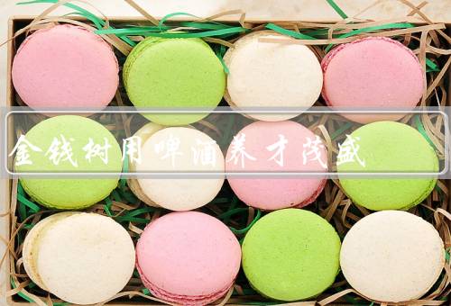 金钱树用啤酒养才茂盛，营养／施肥方法／养才效果