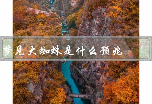 梦见大蜘蛛是什么预兆 女性，大蜘蛛的象征意义／自我意识和独立性