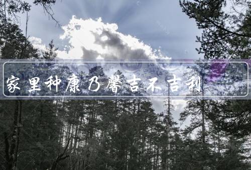 家里种康乃馨吉不吉利，花语／颜色／位置