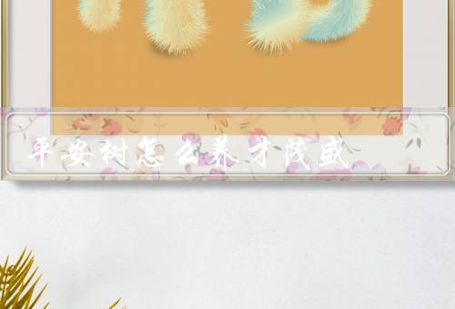 平安树怎么养才茂盛（光照条件／温度和湿度／浇水和施肥）