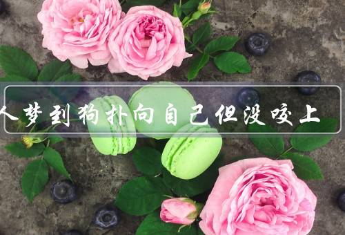 女人梦到狗扑向自己但没咬上，潜意识的表达／身体健康问题