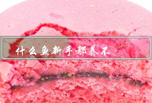 什么鱼新手都养不死，什么鱼新手都养不、养殖要点、优点