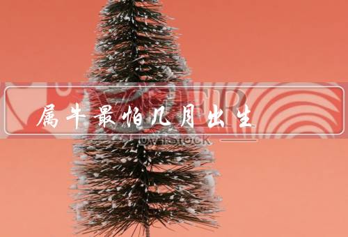 属牛最怕几月出生，七月／十月／十二月