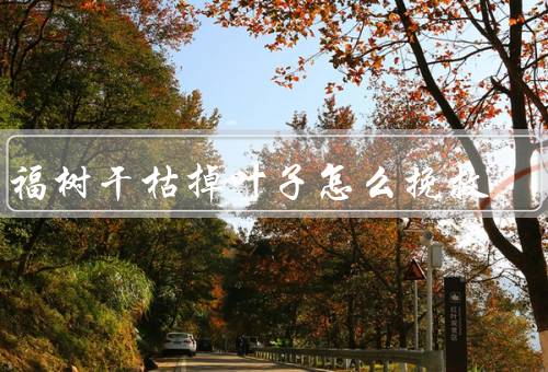 幸福树干枯掉叶子怎么挽救（适当浇水、调节光照）