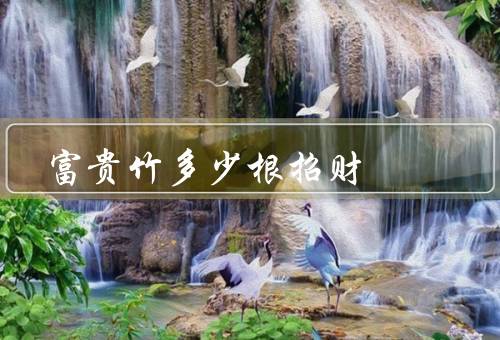 富贵竹多少根招财，数量／养护／象征意义