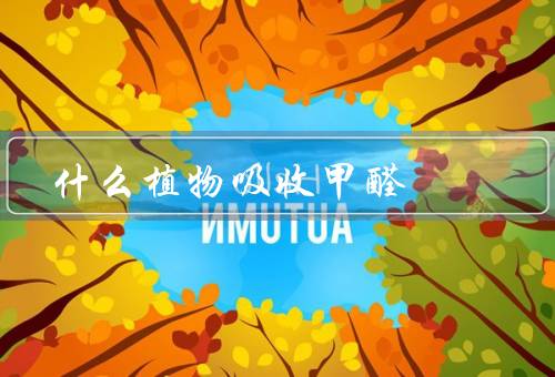 什么植物吸收甲醛，选择具有能力的、注意事项