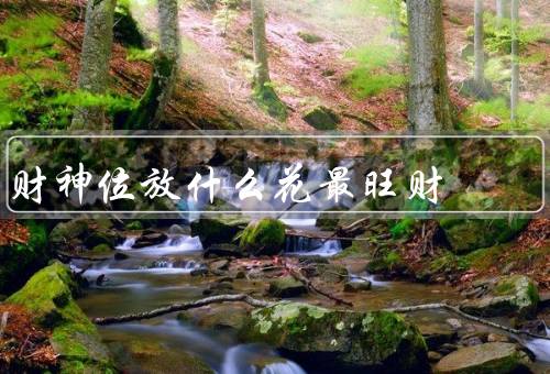 财神位放什么花最旺财，招财进宝／发财树／吉祥如意
