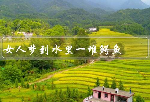 女人梦到水里一堆鳄鱼，象征意义、解读、可能意义