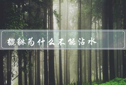 貔貅为什么不能沾水（传说／水象征意义／能量）