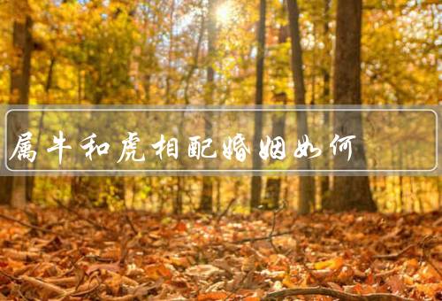 属牛和虎相配婚姻如何，优势、挑战、相处之道