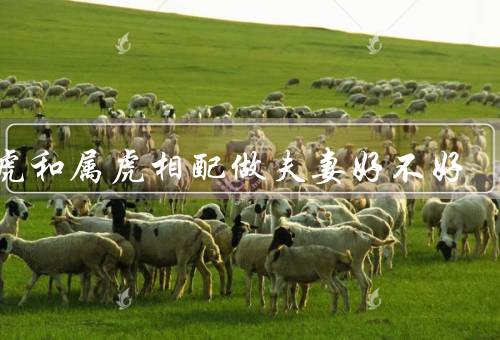 属虎和属虎相配做夫妻好不好，相同的性格特点／相互支持，共同成长