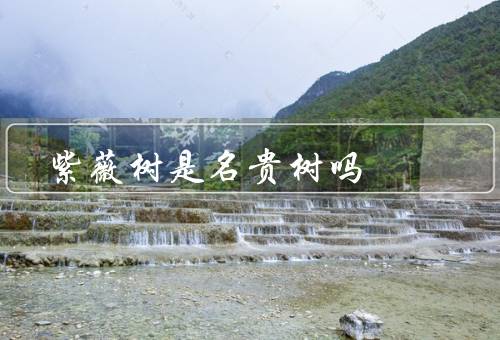 紫薇树是名贵树吗（观赏价值／药用价值／在中国古代文化中地位）