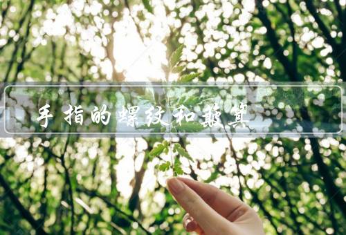 手指的螺纹和簸箕（螺纹／簸箕／其他特点）