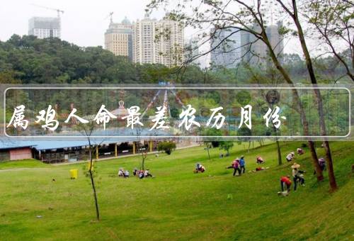 属鸡人命最差农历月份（二月／七月／十一月）