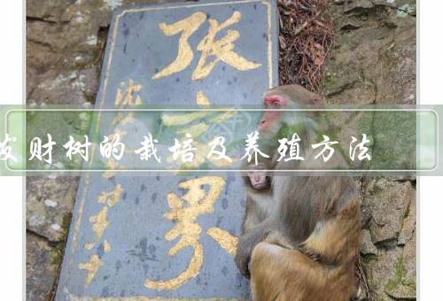 发财树的栽培及养殖方法，选择／土壤和容器／光照和温度