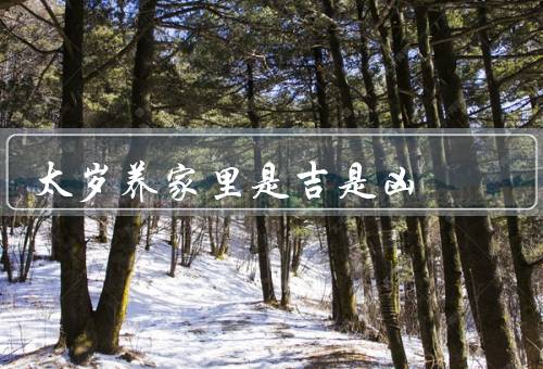 太岁养家里是吉是凶，吉祥一面、凶险一面、处理方法