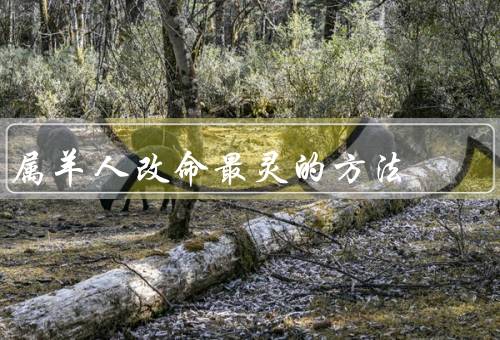 属羊人改命最灵的方法（面对挑战／发展自己的专长／寻求合作与帮助）