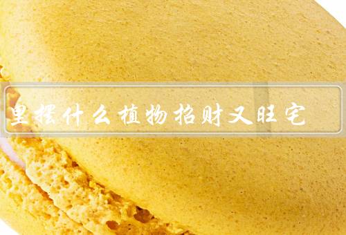 家里摆什么植物招财又旺宅（室内摆放绿色植物、竹子与干花的摆放）