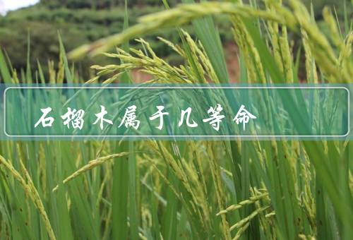 石榴木属于几等命，特点、用途、保养