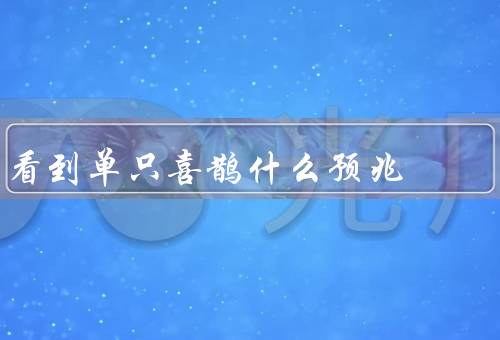 看到单只喜鹊什么预兆，象征意义／传说故事／如何祈福
