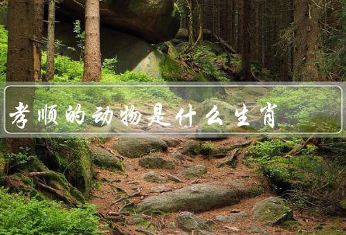 孝顺的动物是什么生肖（传说中的孝顺动物、动物的行为表现）