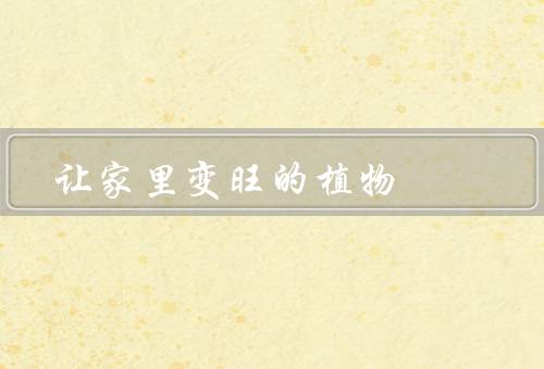 让家里变旺的风水植物，竹子／吊兰／金钱树