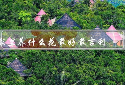 家里养什么花最好最吉利，桂花／吊兰／红掌