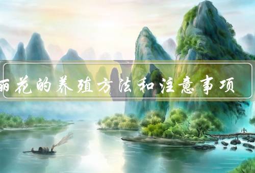大丽花的养殖方法和注意事项，选择合适的土壤、适宜的温度和光照