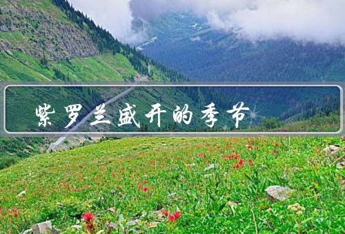 紫罗兰盛开的季节（花语、美丽、繁衍）
