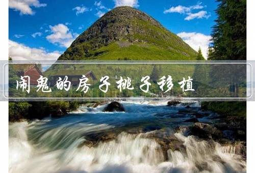闹鬼的房子桃子移植，新家、神秘现象、发现