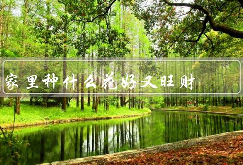 家里种什么花风水好又旺财（紫薇花／绿萝／吊兰）