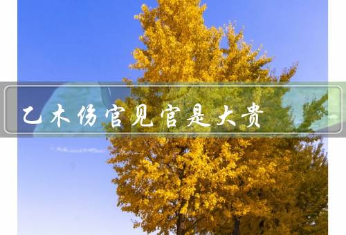 乙木伤官见官是大贵，特点、优势、发展机会