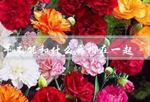 属牛不能和什么属相在一起，羊、猴、属鸡