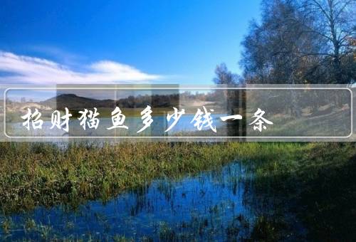 招财猫鱼多少钱一条（价格、品种、养殖注意事项）
