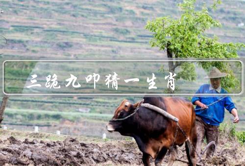 三跪九叩猜一生肖，起源与含义、在生肖中的应用、传承与意义