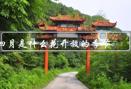 四月是什么花开放的季节，樱花、桃花、郁金香