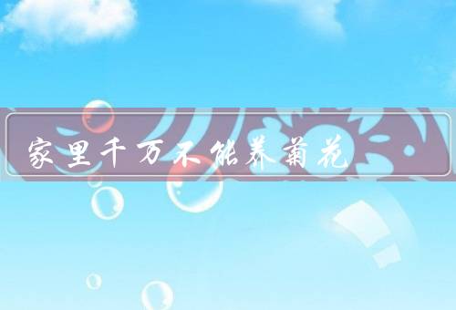 家里千万不能养菊花，毒性／过敏反应／对室内空气质量的影响