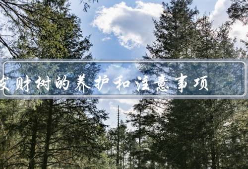 发财树的养护和注意事项（光照／温度／浇水）