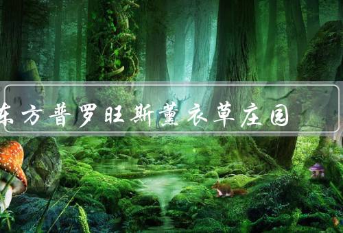 东方普罗旺斯薰衣草庄园，薰衣草的美丽／庄园的设施／游客的感受