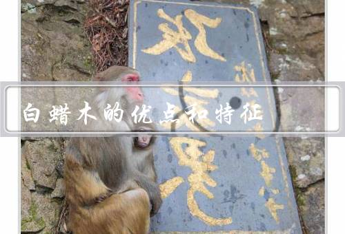 白蜡木的优点和特征（外观特点、物理特性、环保性）