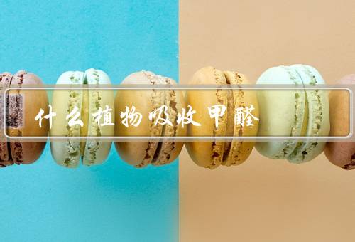 什么植物吸收甲醛，仙人掌／常春藤／芦荟
