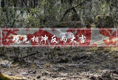 鸡兔相冲反而大吉（相冲的鸡兔／相安无事的鸡兔／大吉的鸡兔相冲）