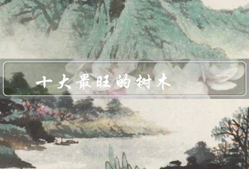 十大最旺风水的树木（桃树／橙树／银杏树）