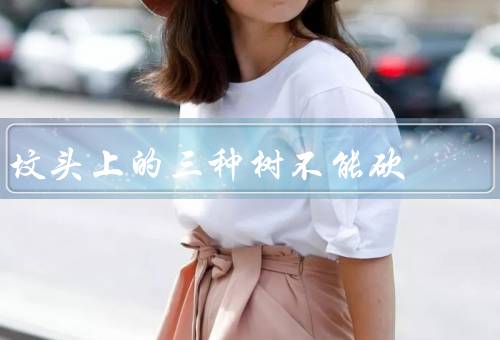 坟头上的三种树不能砍，松树／柏树／槐树