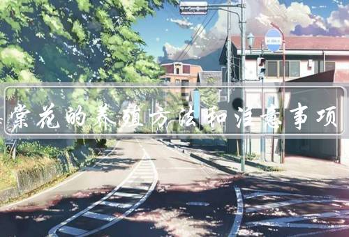 秋海棠花的养殖方法和注意事项，选择合适的土壤和光照