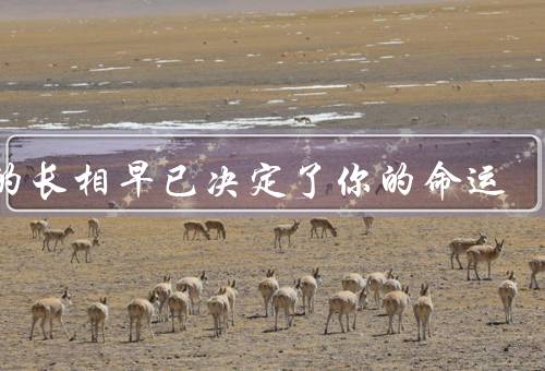 你的长相早已决定了你的命运（容貌自信／就业／人际关系）