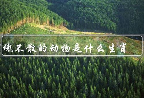 阴魂不散的动物是什么生肖，特点、象征意义、文化形象