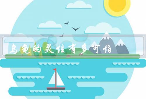 乌龟的灵性有多可怕，智慧／长寿／守护