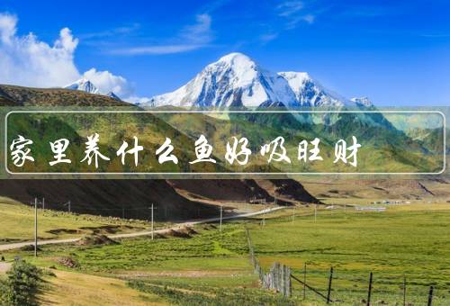 家里养什么鱼好吸风水旺财，金鱼／乌龟／锦鲤