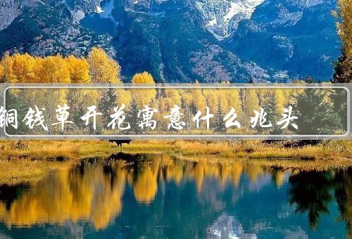 铜钱草开花寓意什么兆头，开花的时间、花色的变化、花朵的数量